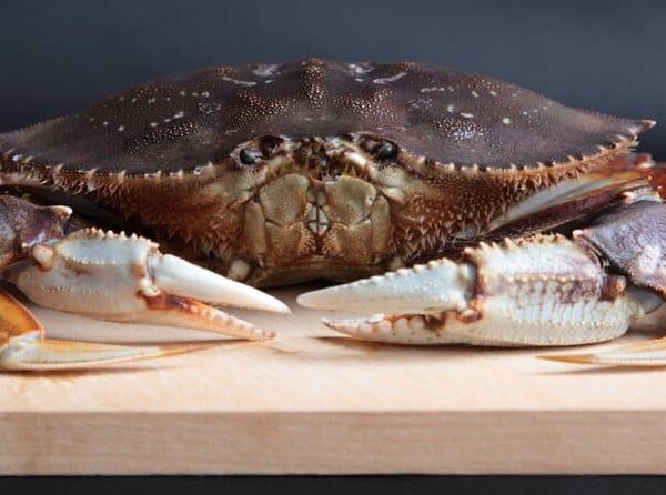Live crab