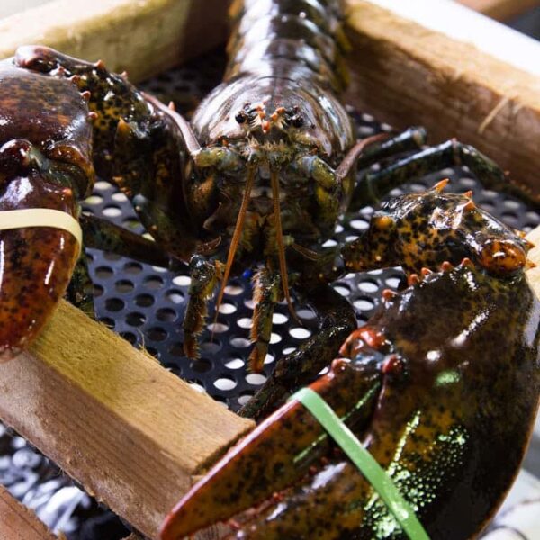 livelobster